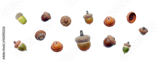 Acorns set isolated. PNG with transparent background. Flat lay. Clipping path photo