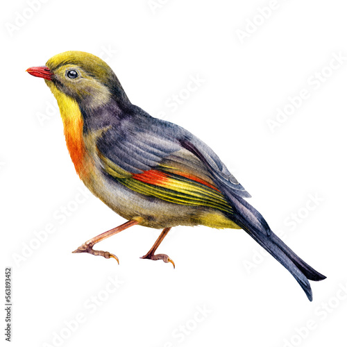 Pekin robin bird watercolor illustration. Hand dawn red-billed leiothrix realistic detailed image. Wildlife bright robin forest Asian bird. Beautiful songbird. photo