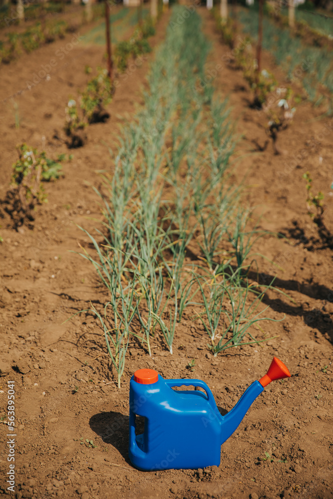 The blue red plastic watering can in the village farmer domestic garden near ecological green onion; domestic gardening concept The blue red plastic watering can in the village farmer domestic garden near ecological green onion; domestic gardening concept
