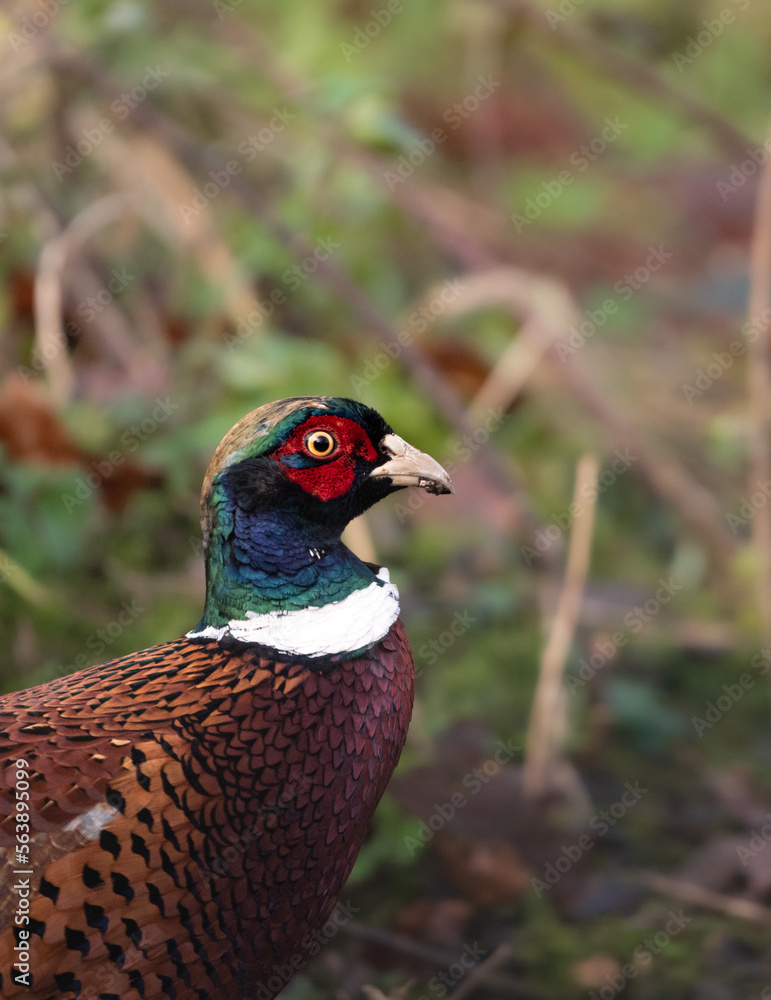 Obraz premium Pheasant