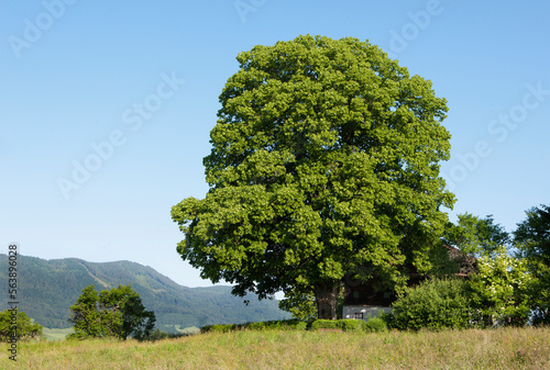 old linden tree stands in front of a farmhouse