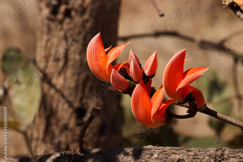 Butea monosperma. Flame of the forest. Palash. Bastard teak. Parrot tree. photo