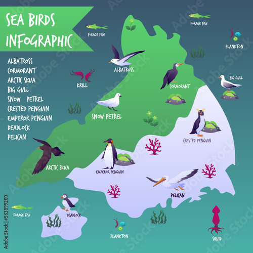 Seabirds map infographic, flat vector illustration isolated on white background.