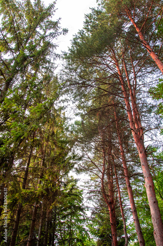 Fototapeta premium Sunlight on trees in a pine forest at sunset. Summer nature landscape.
