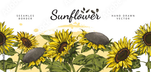 Sunflower hand drawn vintage seamless border design vector illustration isolated.