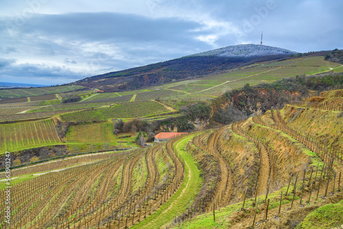 Tokaj Hill in January  from Szerelmi vineyard 