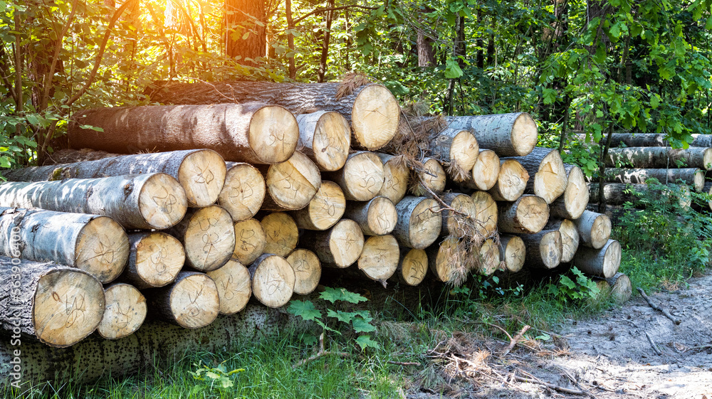 A large pile of alder logs lies in the forest at the logging site. Business selling timber and wood products. Import and export of timber. Sun