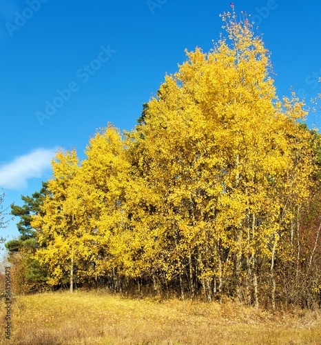 Populus tremula common aspen eurasian aspen European