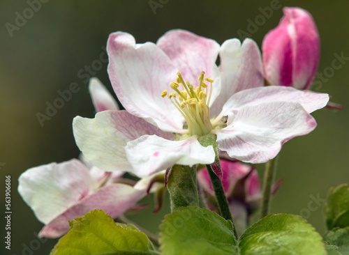 flower of apple tree in latin Malus Domestica