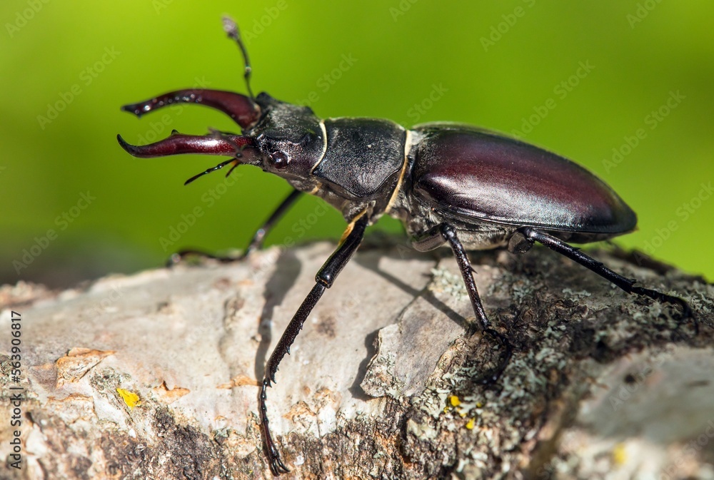 Naklejka premium Lucanus cervus, the European stag beetle