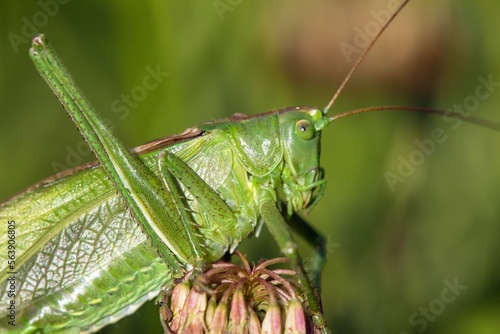 Grasshopper great green Tettigonia viridissima