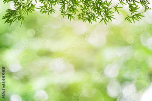 Bamboos green leaves and bamboo tree with bokeh in nature forest. on nature abstract blur background green bokeh from bamboo tree. montage of product, Banner or header for advertise.