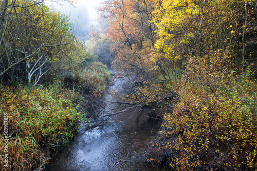 river in autumn forest and fog