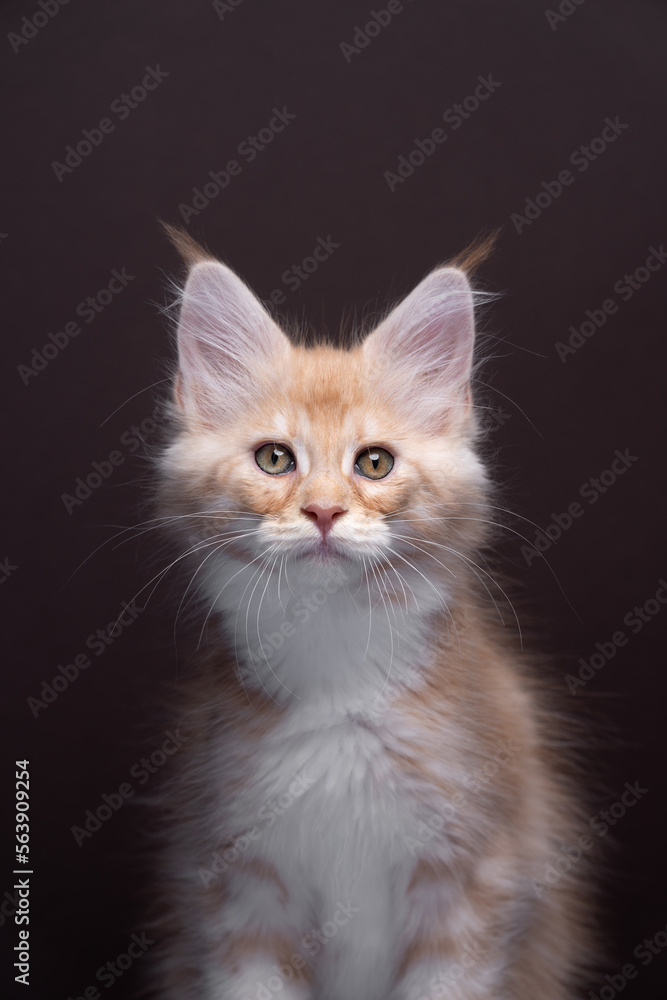 close up portrait of a beautiful ginger tabby maine coon kitten looking at camera. the background is a solid dark brown with copy space