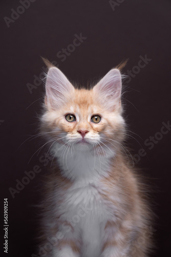 close up portrait of a beautiful ginger tabby maine coon kitten looking at camera. the background is a solid dark brown with copy space