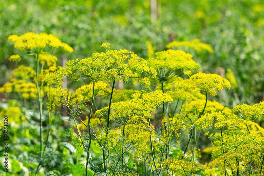 Fototapeta premium Dill on the beds. Dill inflorescence in the field, growing dill