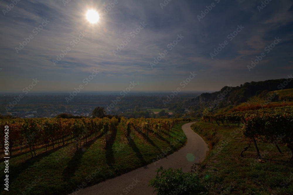 Naklejka premium Weinberge Reben Winzer