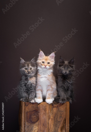 group of three different colored maine coon kittens sitting on a wooden block. The cats are sitting side by side looking at camera on dark brown background with copy space