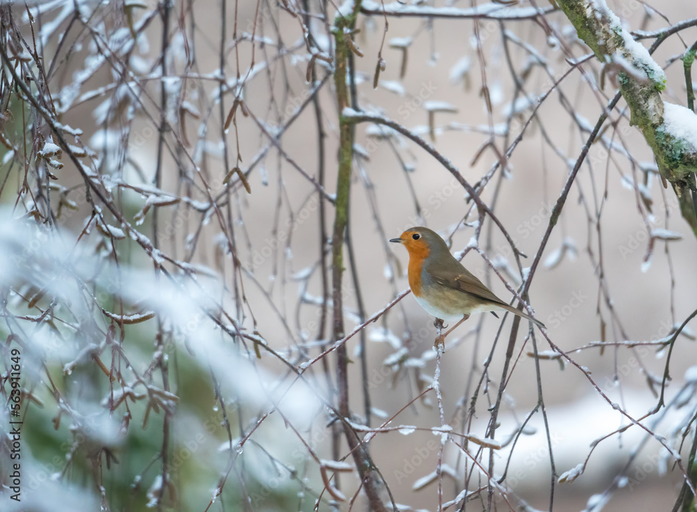 Naklejka premium robin perching on a tree branch in winter