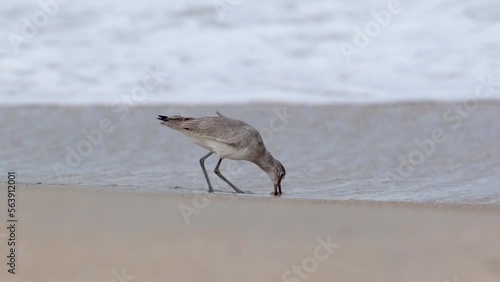 Sanderling feeding on Atalntic Ocean beach in North Carolina photo