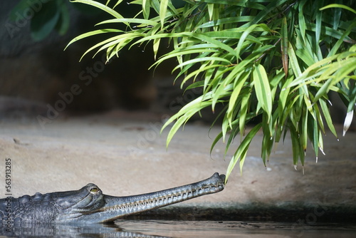 crocodile in the water