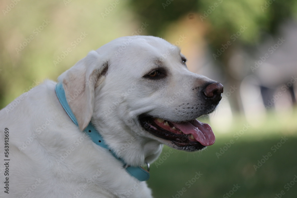 Portrait of a white Labrador retriever 