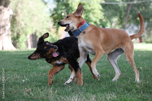 Two dogs playing 