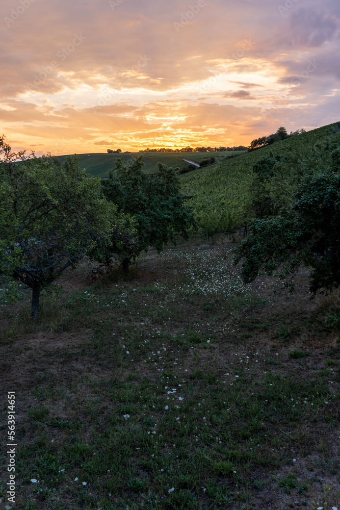 orchard of trees at sunset