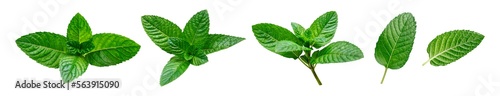 Collection of green fresh mint leaves isolated on white background. Mint, peppermint, spearmint, lemon balm plant, menthol, tea ingredient, seasoning. Fragrant plant, extract for medicine