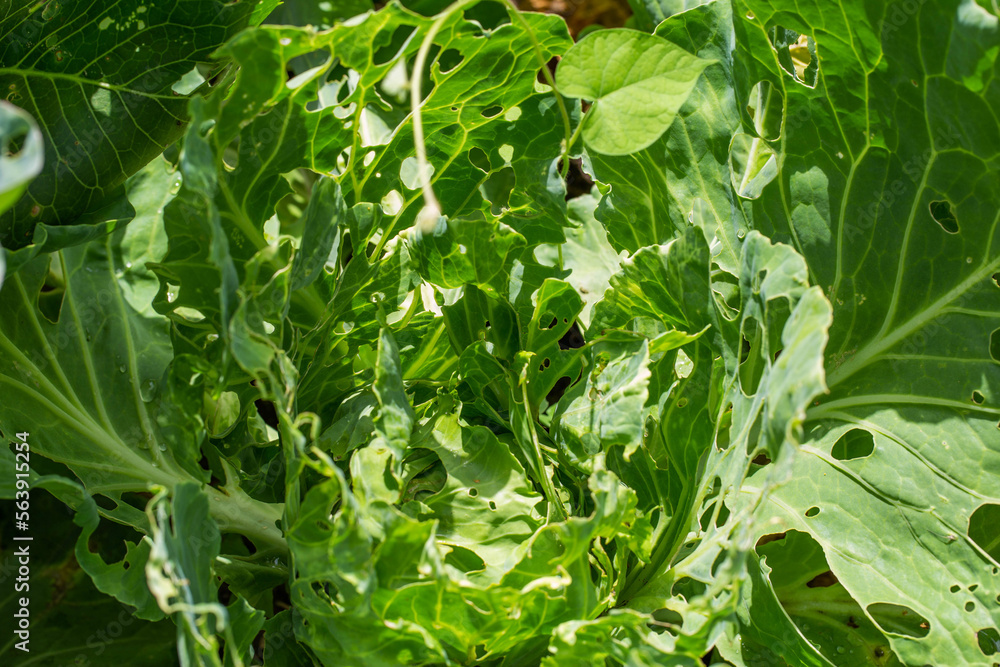 Cabbage leaves in holes in the garden. Pests are a cabbage butterfly
