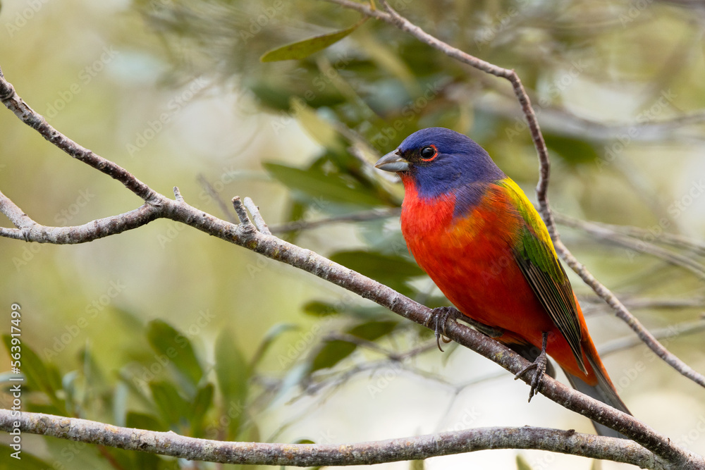 A male painted bunting (Passerina ciris), a small and colorful bird, sitting in a tree