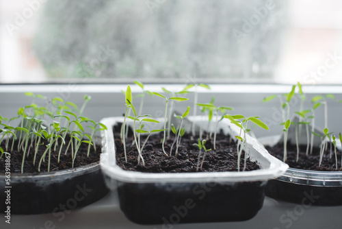 Vegetable seedlings in plastic trays on the windowsill.