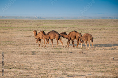 Camels on the way are looking for fresh grass to eat  graze in the steppes  heat  drought  Kazakhstani steppes.