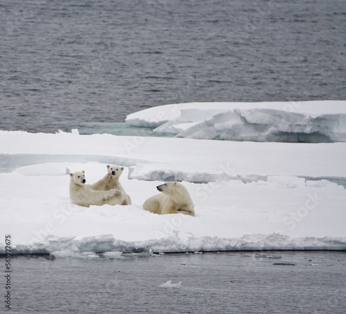 Polarbears mother and young photo