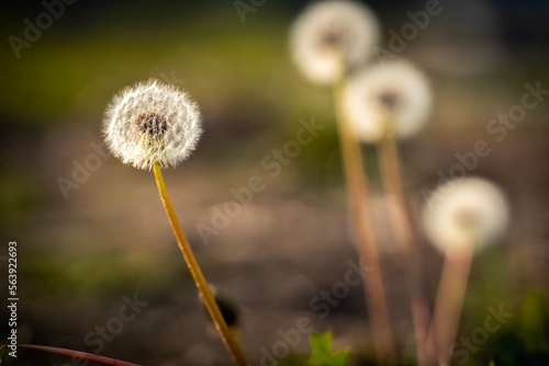 dandelion head