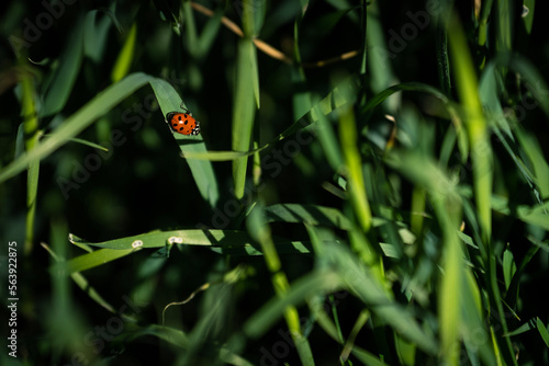 ladybug on the leaf