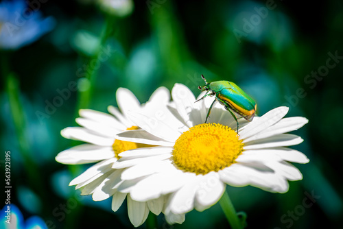 bettle on flower photo