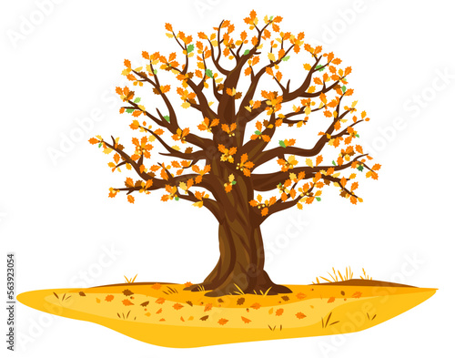 One wide massive old oak tree with orange leaves and acorns isolated illustration, majestic oak with a rough trunk and big crown on ground among fallen leaves