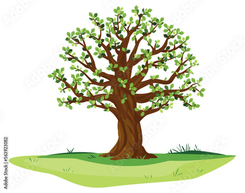One wide massive old oak tree with green leaves and acorns isolated illustration, majestic oak with a rough trunk and big crown on green meadow with grass in summer day isolated