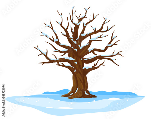 One wide massive old oak tree with snow on branches isolated illustration, majestic oak without foliage with a rough trunk and big crown in winter around snow