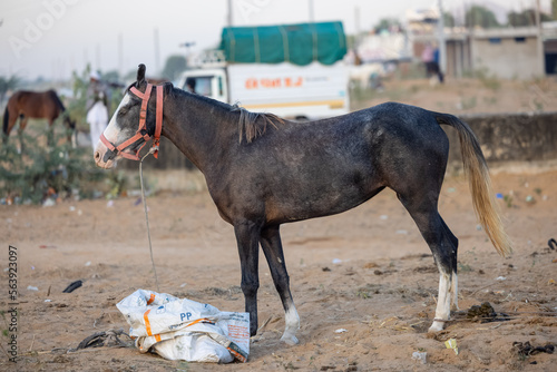 Indian horse standing on the desert ground of Pushkar for trading during camel fair in Pushkar.