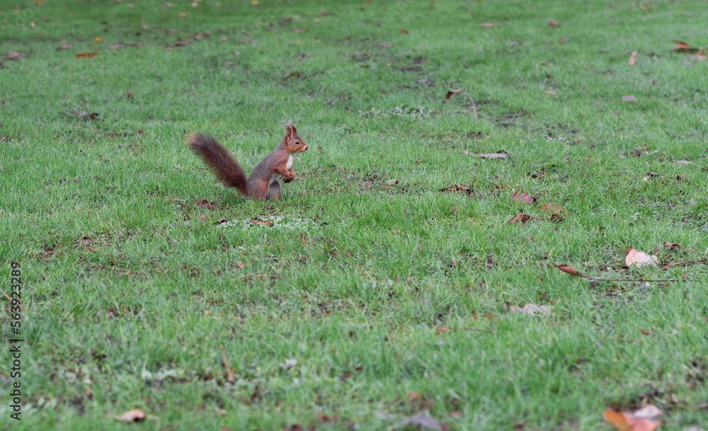 Fototapeta premium Squirrel outdoors in a park