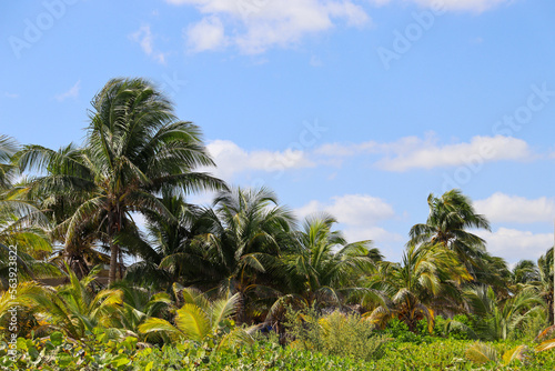 Wallpaper Mural Impressions of Yucatan in Mexico Torontodigital.ca