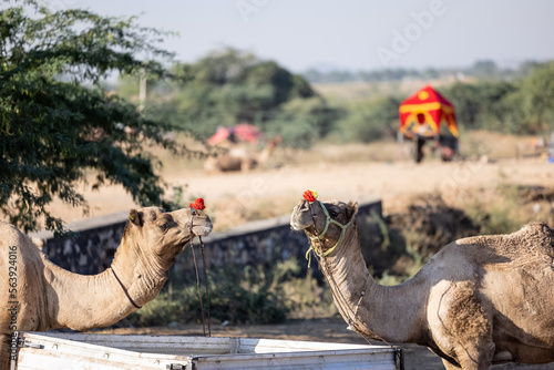 Portrait of Camel at fair ground at Pushkar during fair for trading. Selective focus on camel.