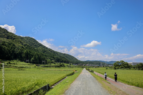 滋賀観光　琵琶湖側の田圃風景