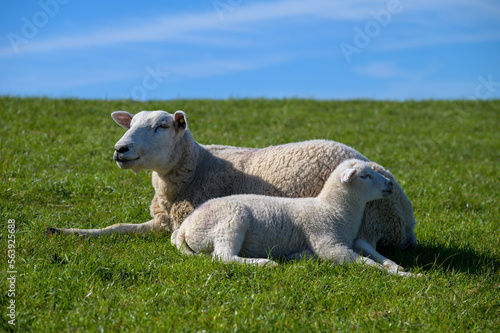Schafe am Nordseestrand