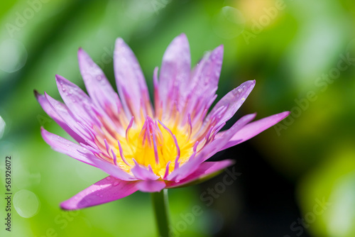 Pink lotus flower with yellow stamens. Beautiful that is about to bloom In the morning pond