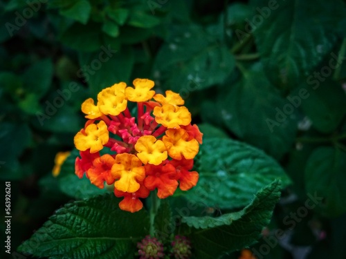 red and yellow flowers, latana