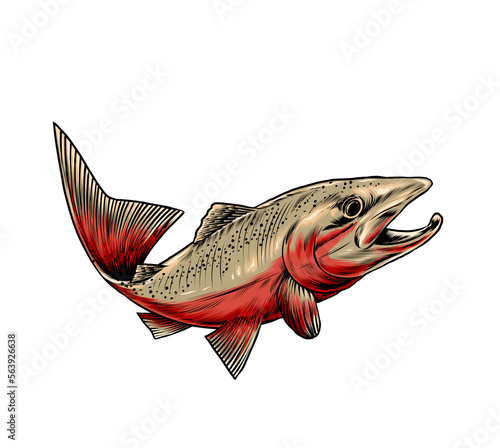 fish on a white background (ID: 563926638)