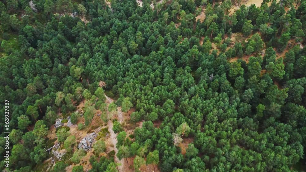 Green trees in forest Green trees in forest